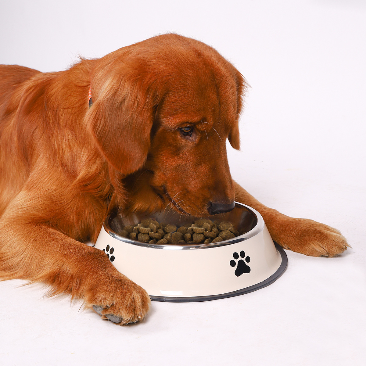 Stainless Steel Pet Bowl Cat B - đánh giá và giá Pet Supplies Coupon