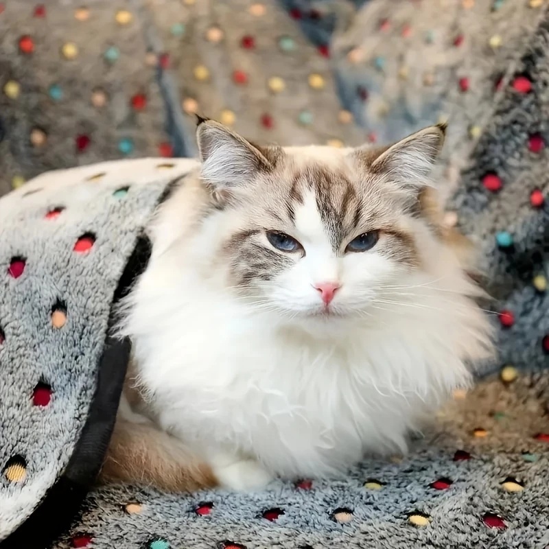 3PCS Soft Fluffy Pet Blanket C - đánh giá và giá Pet Supplies Delivery